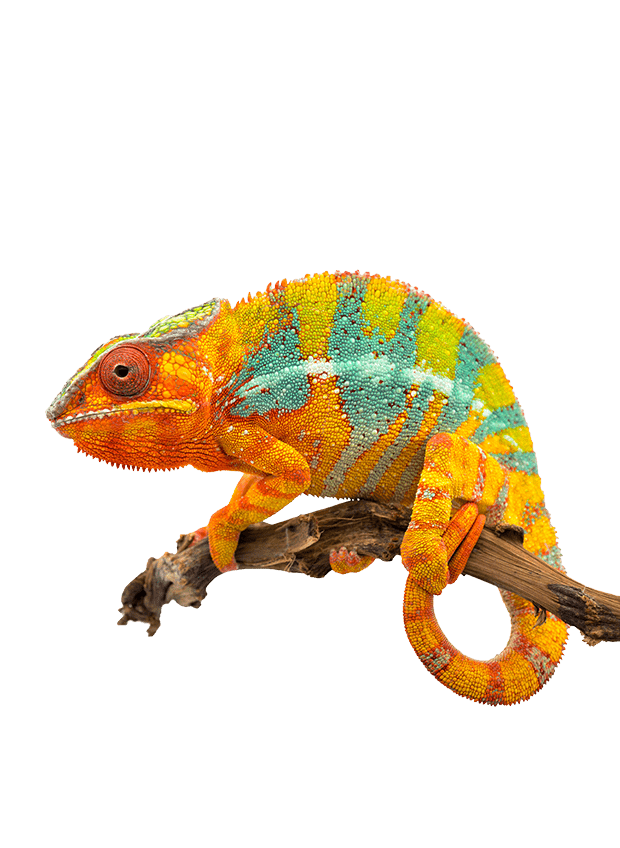 Site web Youlead s'adapte comme un caméléon multicolore sur fond jaune 